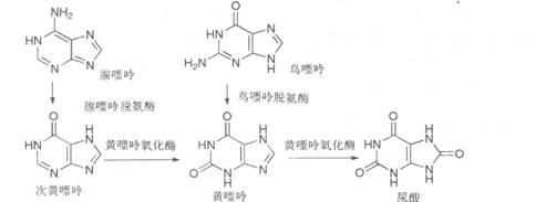 执业药师备考考点：药物化学 抗痛风药1