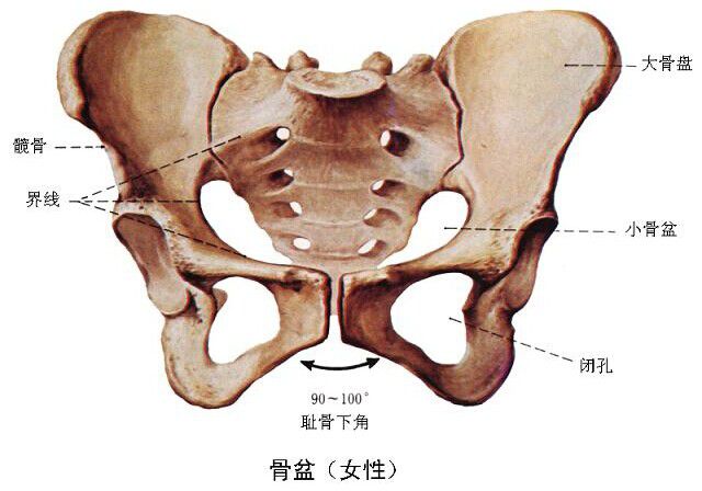 医疗卫生招聘考试妇科护理知识：骨盆1