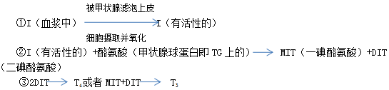临床医学复习资料：正常甲状腺的生理功能1