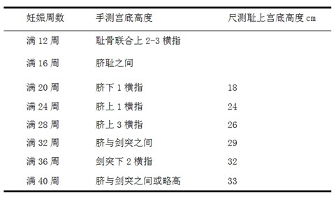 医疗卫生招聘考试妊娠周数与胎儿发育特点及宫底高度总结2