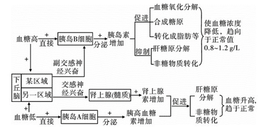 药学知识点归纳：胰岛素简介1