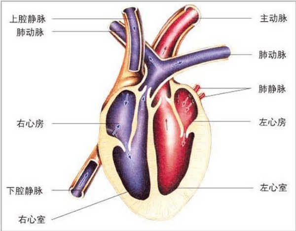 医学基础知识考试题库：心脏血流动力学2