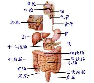 西医综合考点精炼：消化系统1