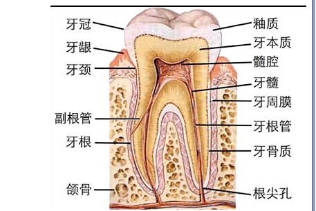 口腔医学考研辅导：釉质的特性1