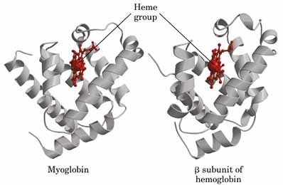 生物化学考研辅导：蛋白质的结构和功能1