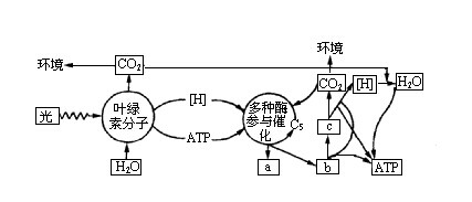 考研西医生物学实战模拟：细胞的基本生理过程1