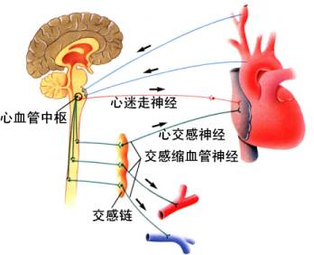 西医综合考研：心交感神经1